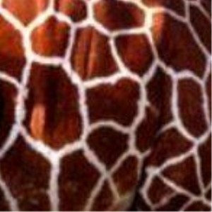 Peau de girafe