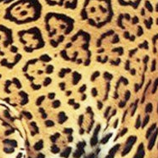 Peau de jaguar